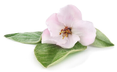Fototapeta na wymiar Flower quince isolated on white background