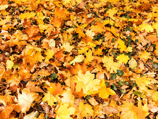 Background group autumn yellow leaves, selective focus, as a background for your project.