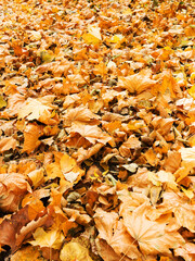 Background group autumn yellow leaves, selective focus, as a background for your project.