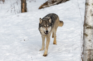 Fototapeta premium Grey Wolf (Canis lupus) Runs Forward Past Birch Tree Winter