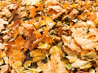 Background group autumn yellow leaves, selective focus, as a background for your project.