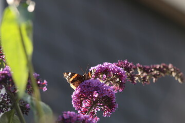Nymphalidae,Admiral Vanessa atalanta butterfly on a lilac