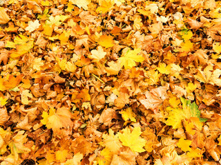 Background group autumn yellow leaves, selective focus, as a background for your project.