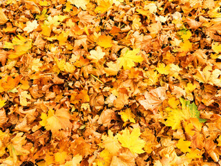Background group autumn yellow leaves, selective focus, as a background for your project.