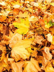 Background group autumn yellow leaves, selective focus, as a background for your project.