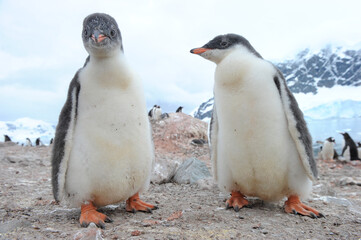 Gentoo Penguin Chicks (Pygoscelis papua) - the fastest underwater swimmers