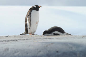 Fototapeta premium Gentoo Penguin Chicks (Pygoscelis papua) - the fastest underwater swimmers