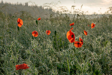 Early morning in the meadows with fog and poppies blossom