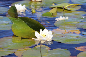 white water lily