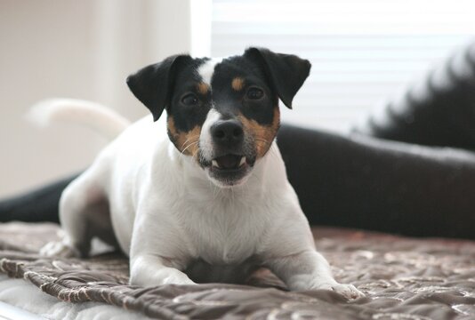 Jack Russell terier