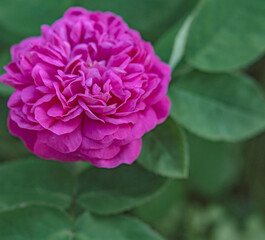 Pink rose flowers on the rose bush in the garden in summer