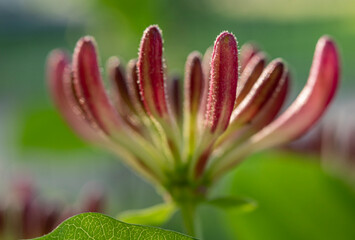 Lonicera periclymenum, common names honeysuckle, common honeysuckle, European honeysuckle, or woodbine, is a species of flowering plant in the family Caprifoliaceae
