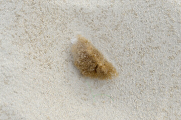 Fototapeta na wymiar coral on sand on the beach