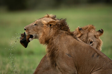 Fototapeta na wymiar Lion spilling bean from the bean bag, Masai Mara, Kenya