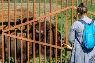 Feeding bison with markov in the reserve through the fence
