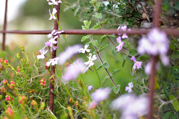 pink and purple spring field blooming blossom flowers grass in sun shine