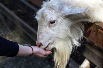 Obraz premium Hand feeding a domestic goat through a fence