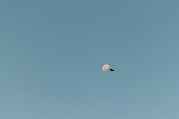 Vulture passing in front of the crescent moon, during the flight under the blue sky.