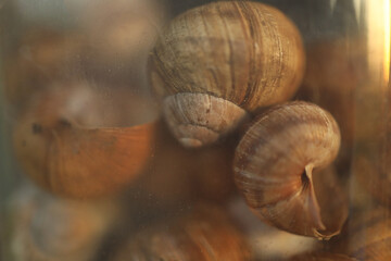 snails in a jar, through glass, snail shells