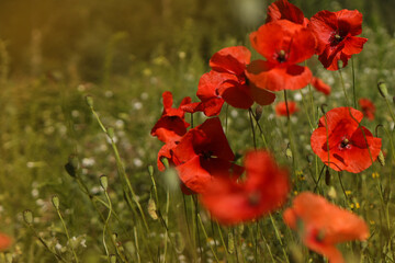 red poppy in the field. with space for text on the left