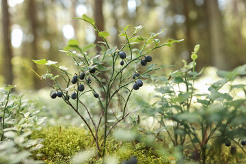 blueberry bush in the forest. blueberries on the branches
