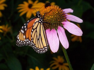 Monarch butterfly on yellow and pink flowers