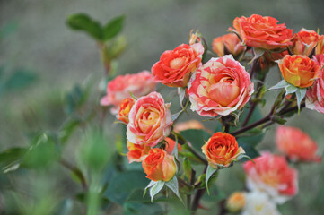 Fototapeta premium red orange small bush of roses 