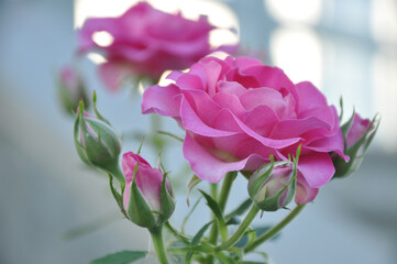 pink roses in a garden