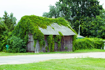 Obraz premium old wooden house in forest