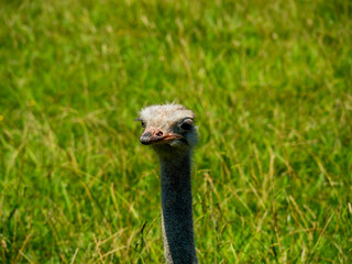 ostrich in a meadow walking and sitting