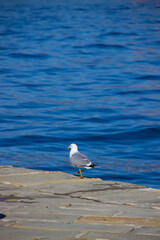 seagull walking on the pier