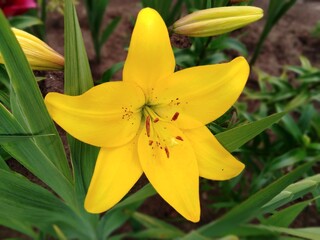 Fototapeta premium lovely lilies enjoy summer