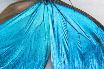 Menelaus blue morpho - Morpho menelaus - macro butterfly 5