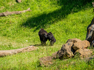 gorilla walking through a meadow and sitting