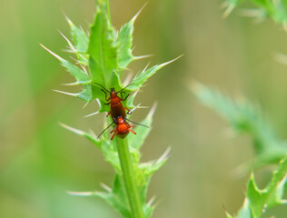 Red-headed cardinal beetles mating on plant 