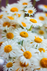 Obraz premium Bouquet of white chamomile summer flowers