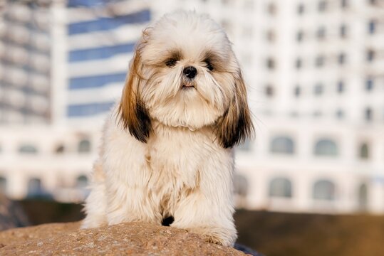 A dog sitting in front of a building on stone