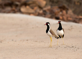 A pair of Red-wattled lapwing, Ranthambore National Park, India