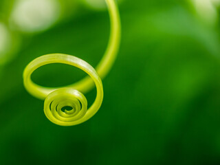 Selective focus on the mustache of a cucumber closeup. The mustache of the plant is twisted in the...