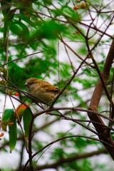 A beautiful bird resting on a branch in delhi