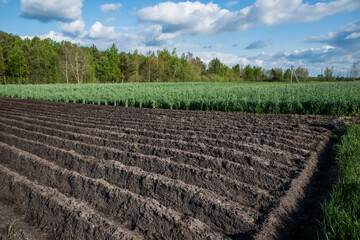 Plowed field, green stalks of wheat, cloudy blue sky.