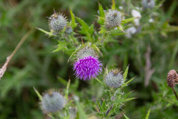 purple thistle flower