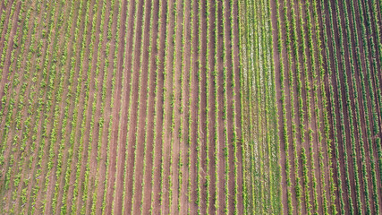 Grapes fields near Tokaj city