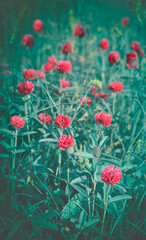 Summer flowery meadow. Wild flowers of uncut summer meadow. Clover flowers. Summer nature.