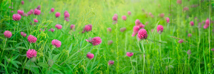 Obraz na płótnie Canvas Summer flowery meadow. Wild flowers of uncut summer meadow. Clover flowers. Summer nature.