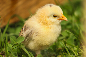 Pollito