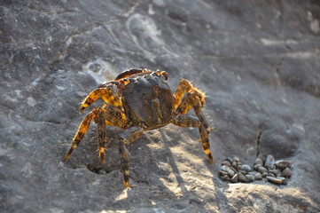crab on a rock