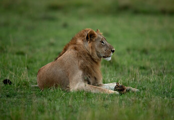 Obraz na płótnie Canvas Lion resting in the Savannah of Masai Mara, Kenya