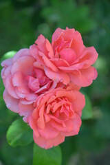 rose is a bright beautiful garden flower that grows in the garden during the day
