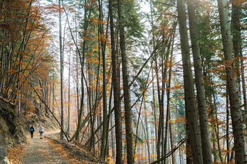Obraz premium Autumn forest. Coniferous and deciduous trees. A road leading into the distance and a tourist on it. Nature and landscapes of the Carpathians. The mountains. Sunny. Brown, yellow and green colors.